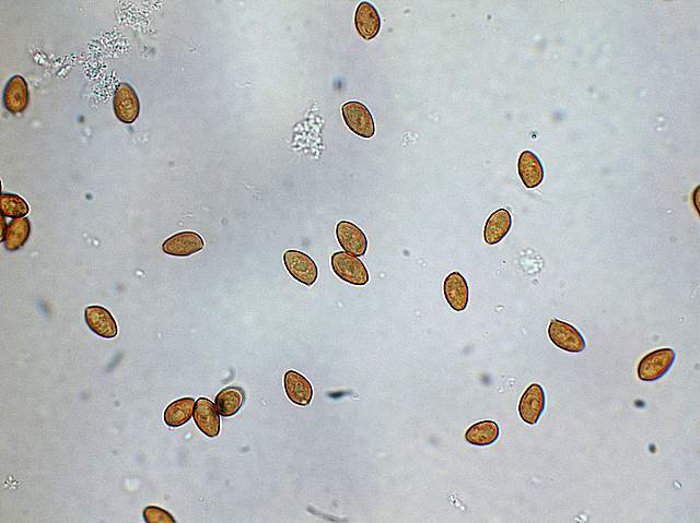 Galerina spec.  Cod.: 0260-07